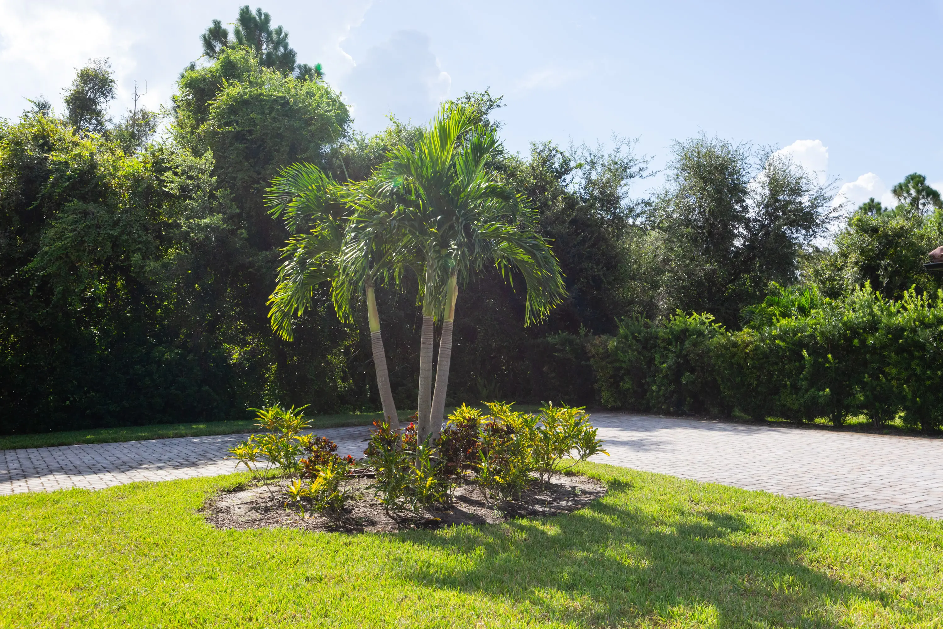 A palm tree in the middle of a yard.