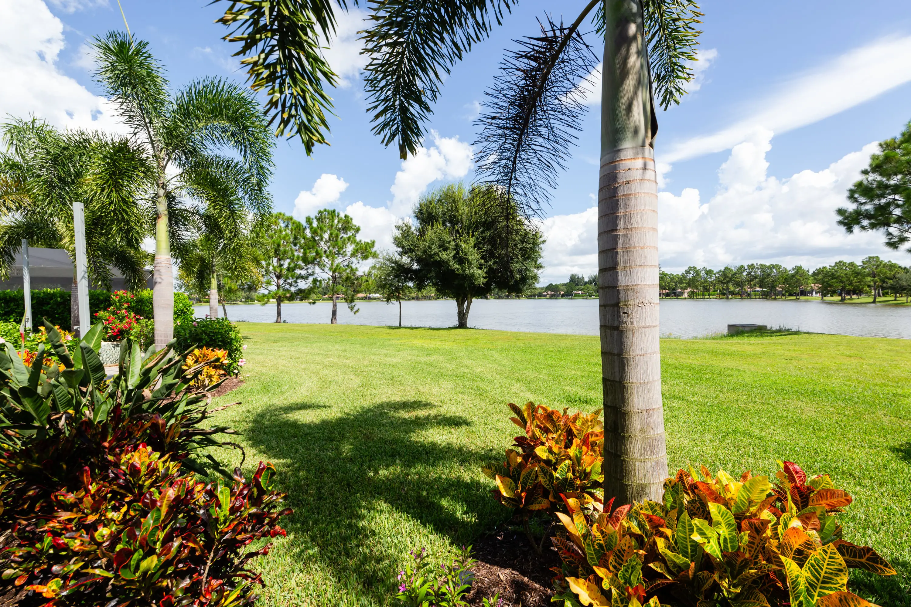 A view of some trees and bushes in the grass.