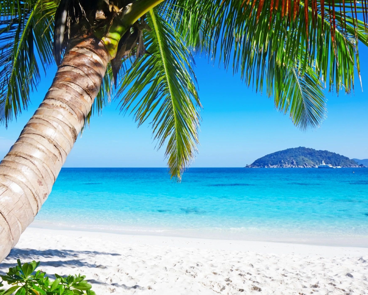 A palm tree on the beach with water in background.