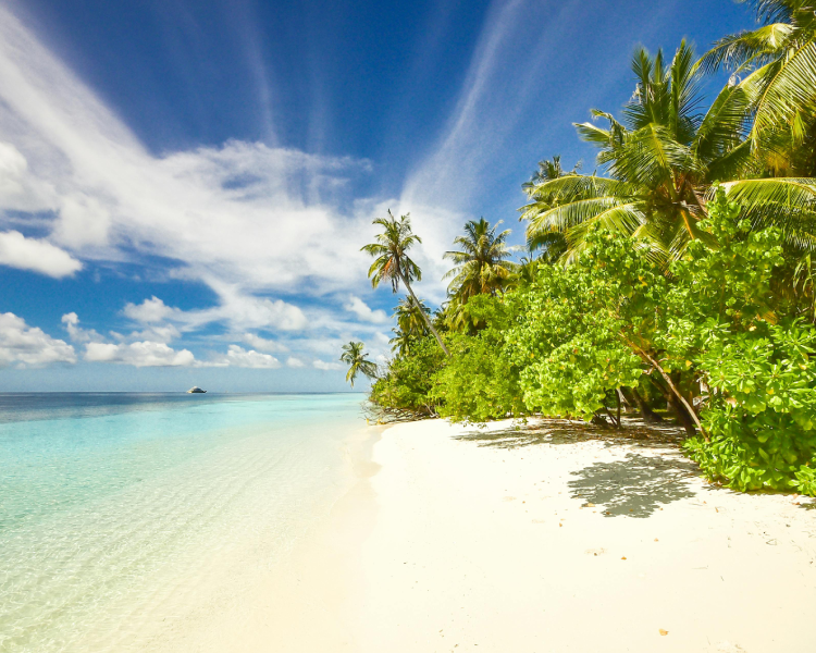 A beach with palm trees and white sand.