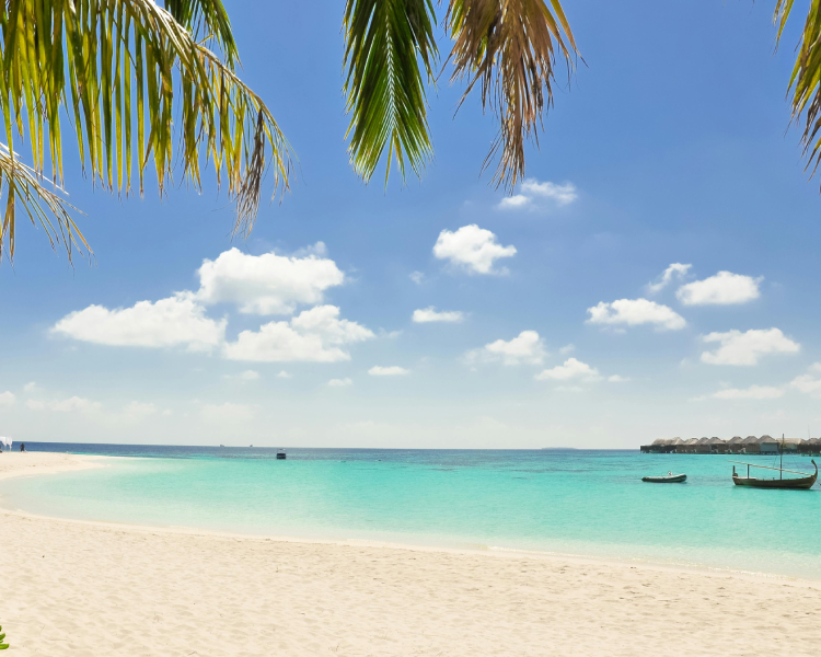 A beach with palm trees and blue water