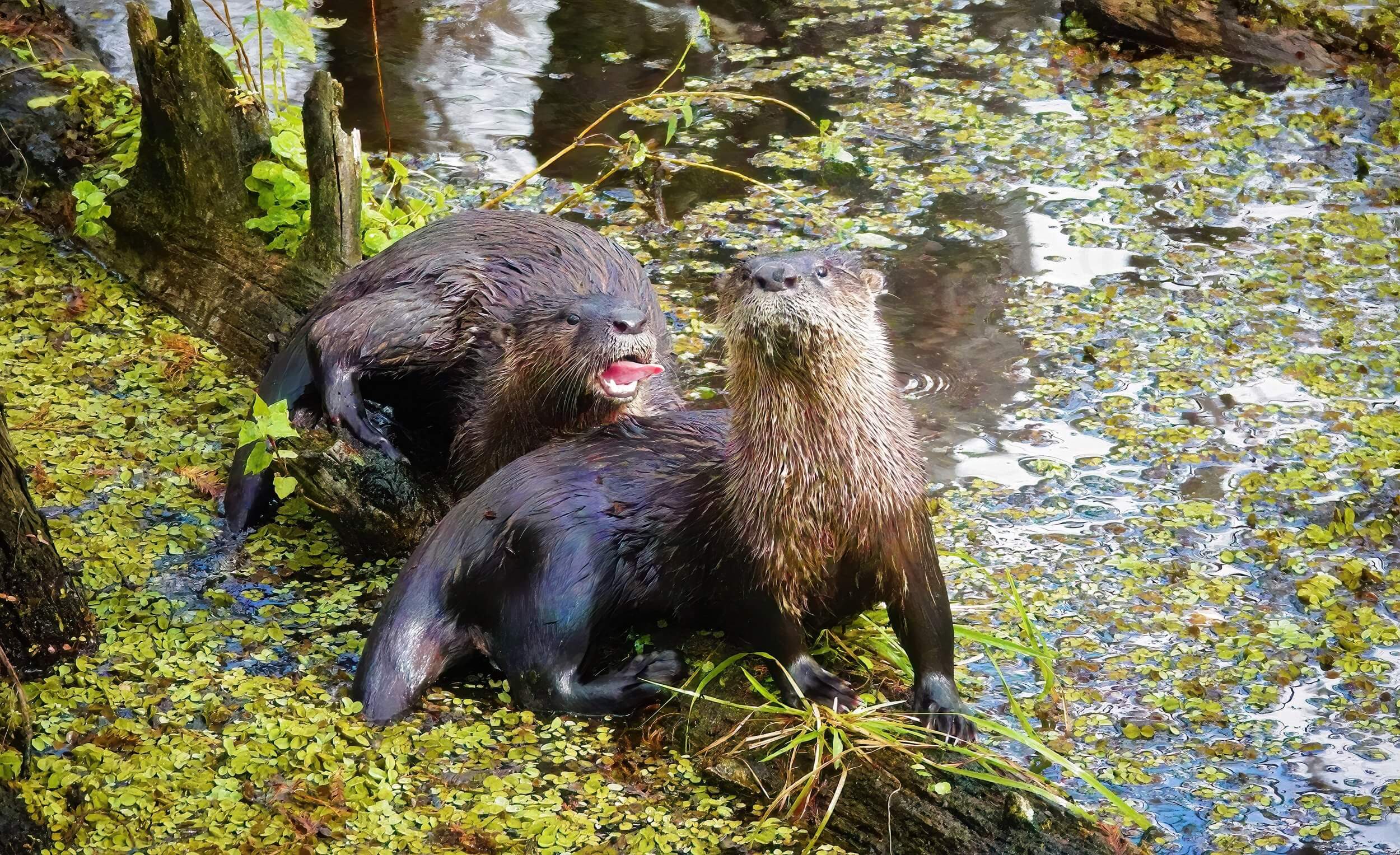 Two otters are sitting in the water.